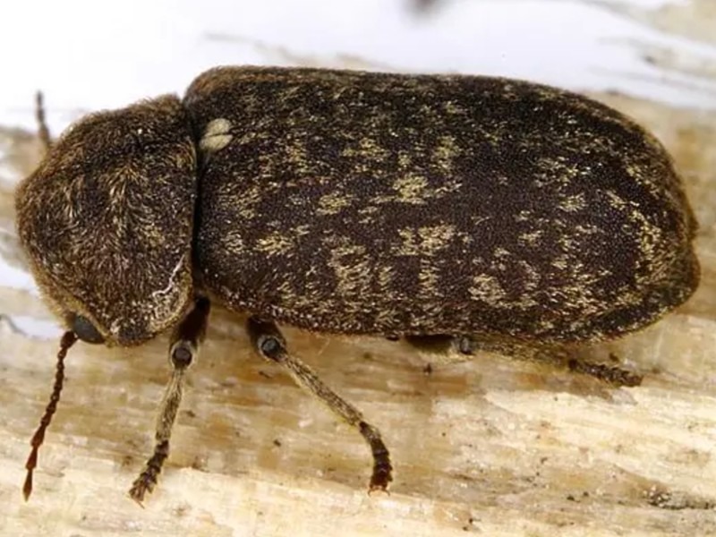 Deathwatch Beetle 2